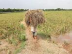 Dorong 62 Juta Petani di Indonesia untuk Menggunakan Kecerdasan Buatan (AI)