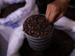 Juara Dunia Kopi adalah Pemain RI, Inilah Bukti nya