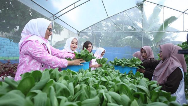 Kegiatan Bertani di Tengah Kota Medan Didukung oleh BRI Peduli