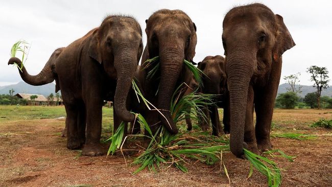 Bisnis Sensasional: Gajah Dijual, Mendapat Durian Runtuh dan Viral