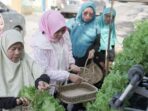 Brinita Mengubah Lahan Sempit Menjadi Urban Farming yang Produktif