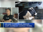 Mengejar Keuntungan dari Bisnis Sapi Kurban dengan Harga Seperti Mobil