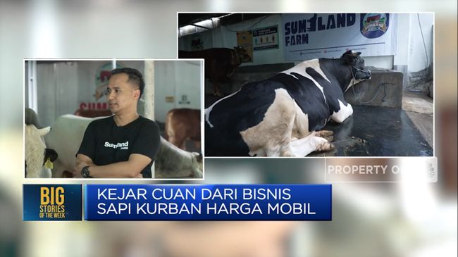 Mengejar Keuntungan dari Bisnis Sapi Kurban dengan Harga Seperti Mobil