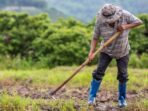 Petani Jawa Menemukan 16 Kg Emas di Sawah