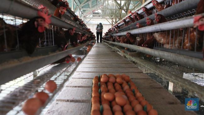 Jarang Terjadi, Seorang Jendral Memilih Pensiun dan Menjadi Tukang Ayam