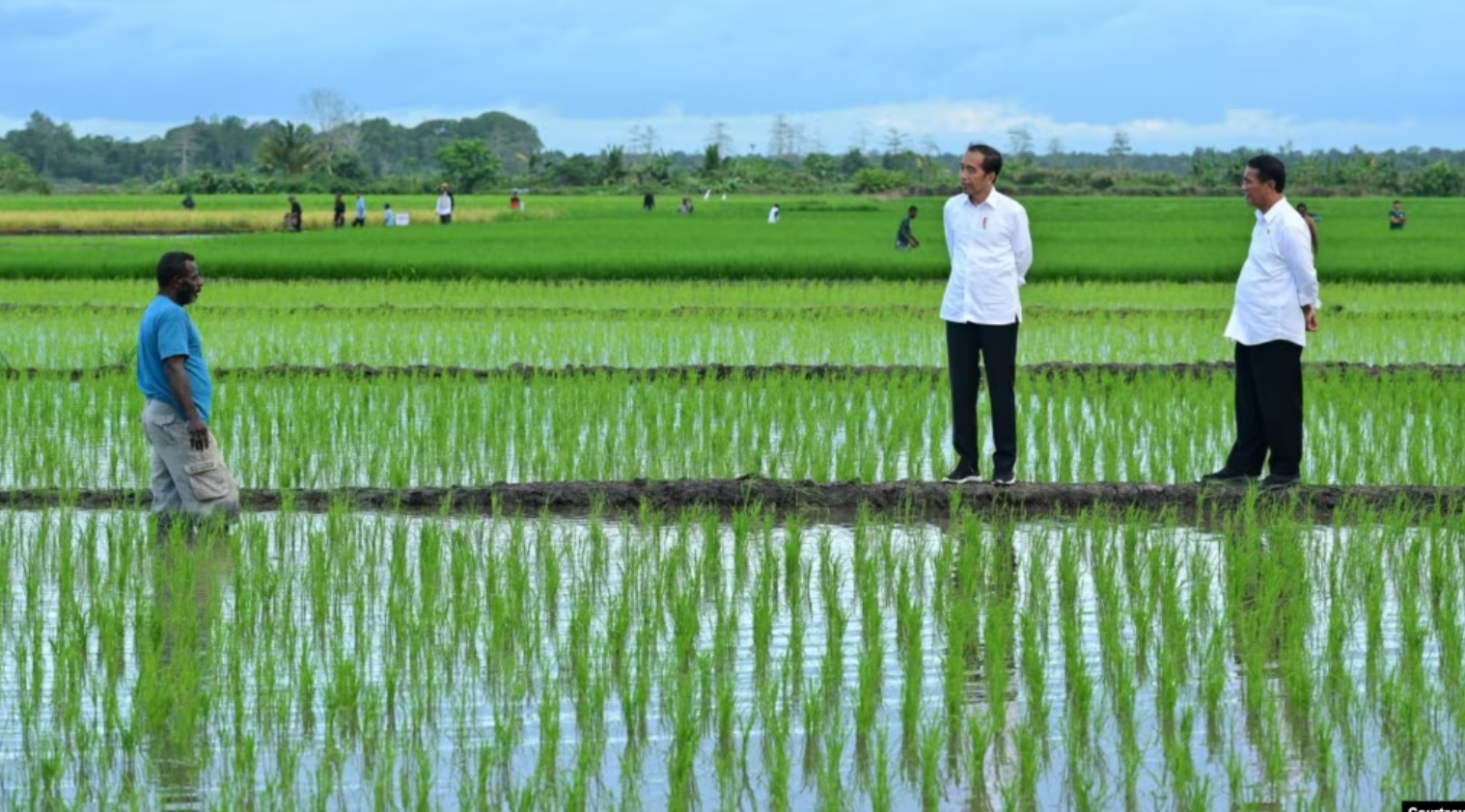 Aktivis Papua Menuntut Dihentikannya Proyek Pembangunan Satu Juta Hektar Sawah di Merauke